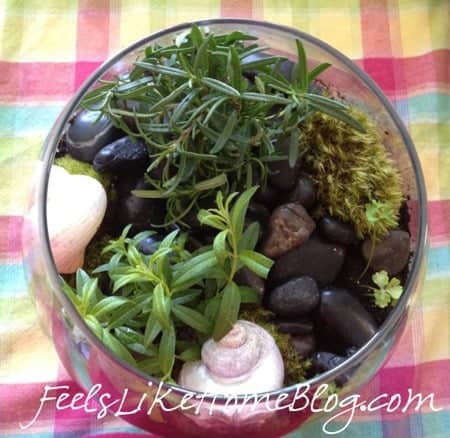 how to make a terrarium with herbs