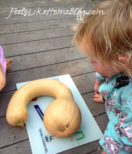 Neck Pumpkin - Kindergarten Science Neck Pumpkin - Kindergarten Science